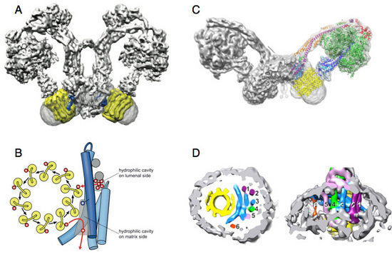 Figure 4. Single-particle cryoEM of mitochondrial and chloroplast F1-Fo ATP synthases