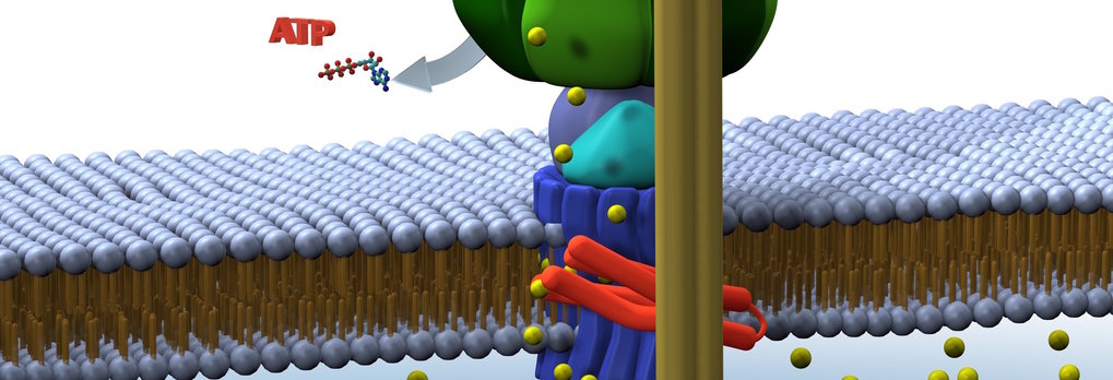 Research Projects | Max Planck Institute Of Biophysics