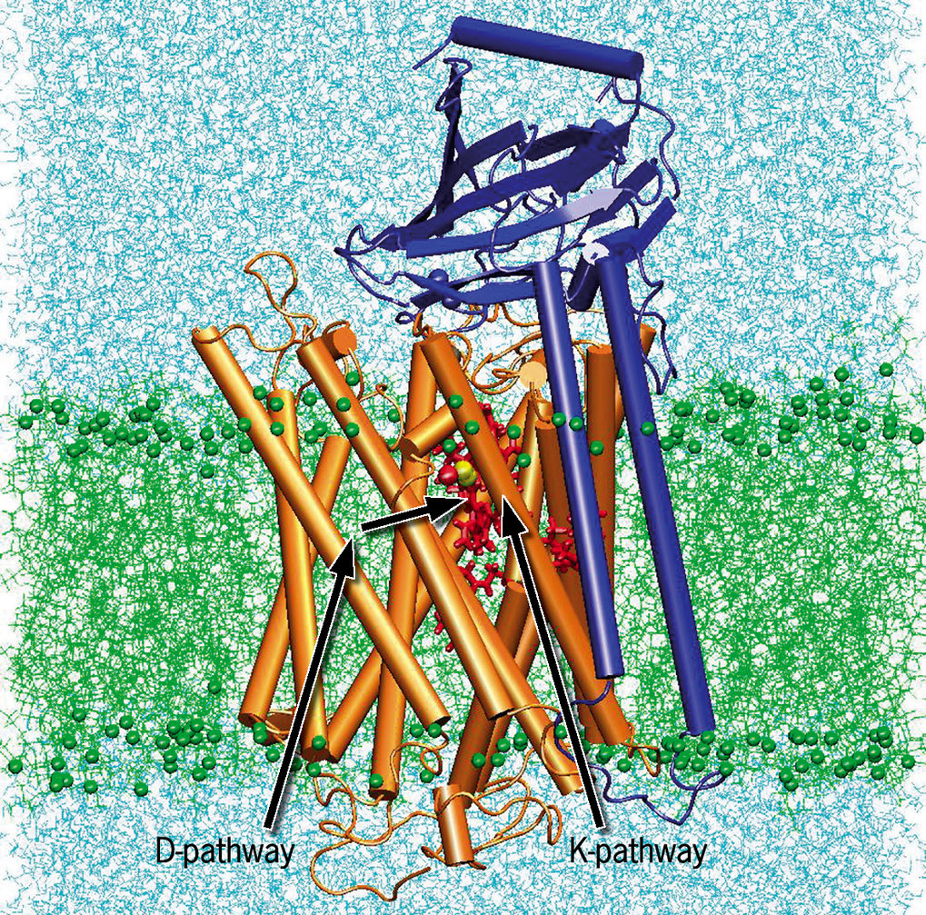 Aerobic Terminal Oxidases