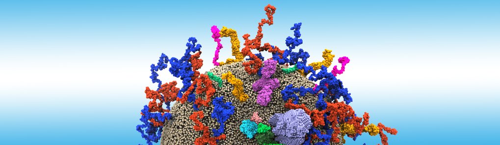 Membrane Sensing und Remodellierung