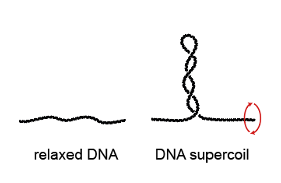 DNA Supercoiling | Max Planck Institute Of Biophysics