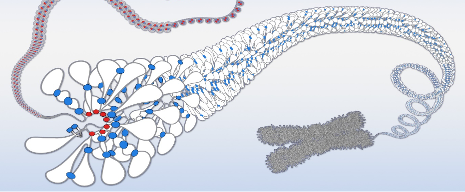 Chromosome resolution