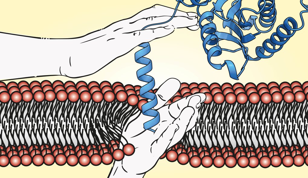 Melanie McDowell – Membrane Protein Biogenesis