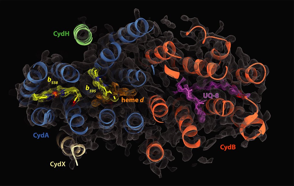 Schara Safarian: Respiratory Re-Wiring of Bacteria