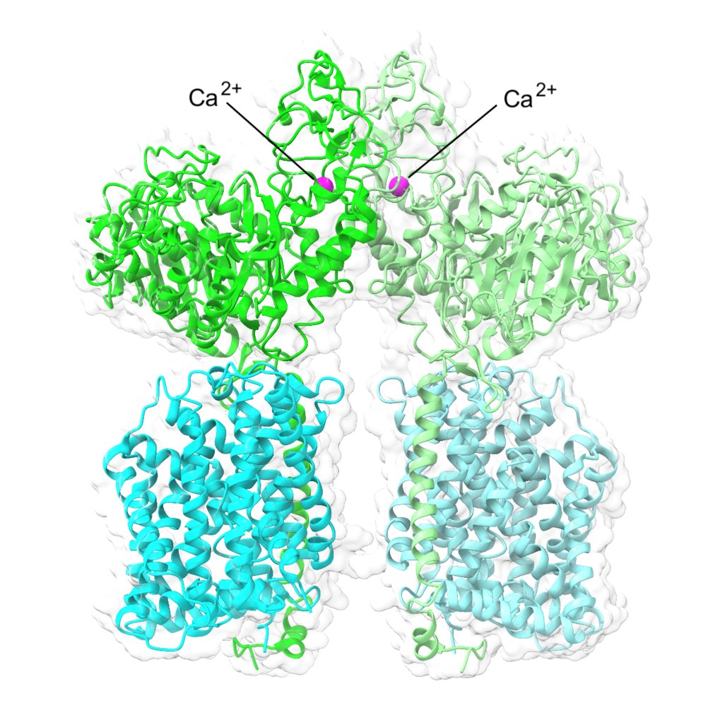 Shedding light on the mechanisms of cystinuria Max Planck