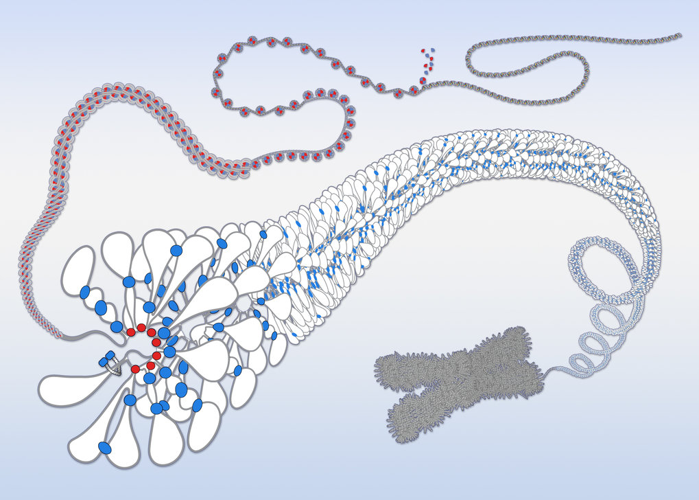 Eugene Kim &ndash; Structure and Dynamics of Chromosomes