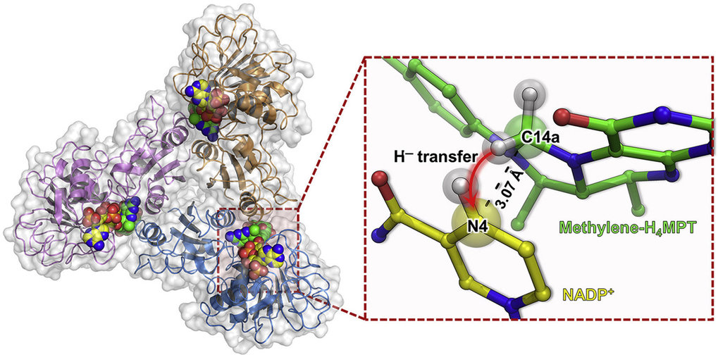 Ulrich Ermler &ndash; Enzyme Mechanism