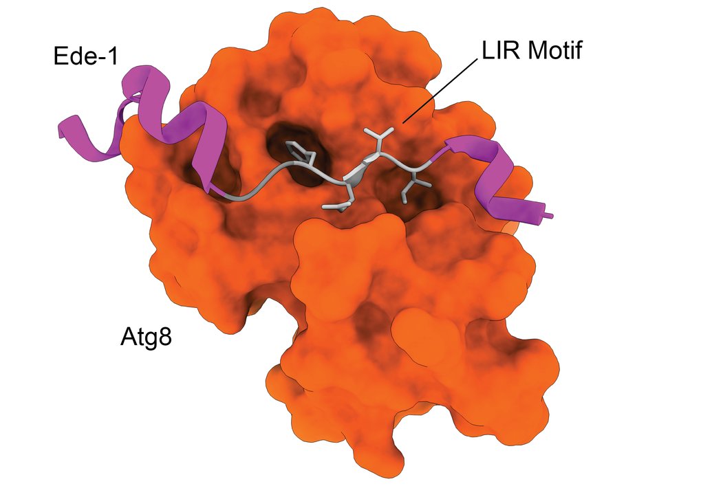 Florian Wilfling &ndash; Mechanisms of Cellular Quality Control