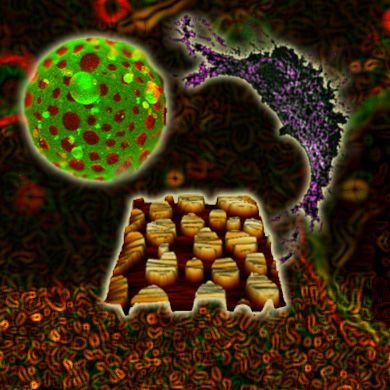 Ana J. García-Sáez &ndash; Membrane Dynamics