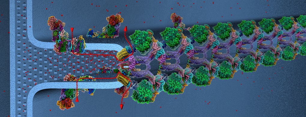 Werner Kühlbrandt &ndash; Structural Biology