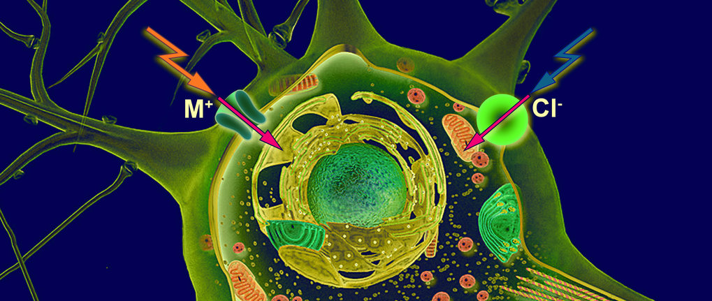 Ernst Bamberg &ndash; The Functional Analysis of Electrogenic Membrane Proteins